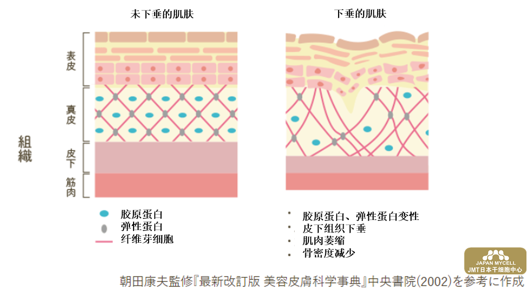 JMT日本干细胞中心--女性荷尔蒙与视觉年龄的关系