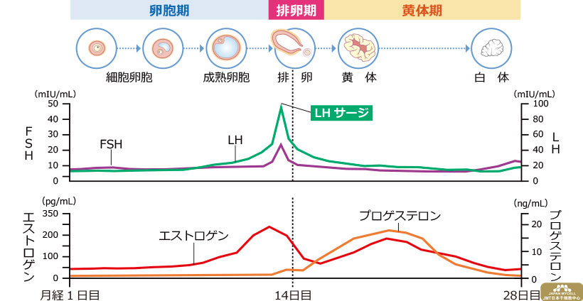 女性生殖器的功能解析和日本经血干细胞