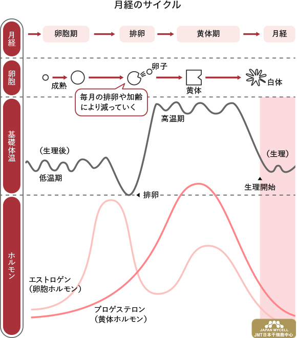 日本经血干细胞—绝经前期是什么时期？如何延迟改善治疗？
