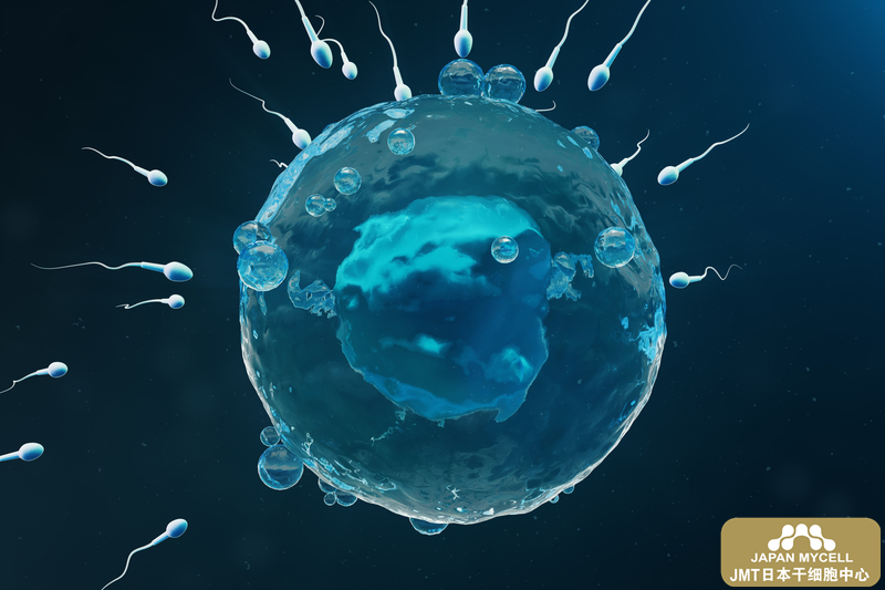 日本干细胞-提高癌症患者妊娠率的“卵子冷冻·卵巢组织冷冻”是什么？①