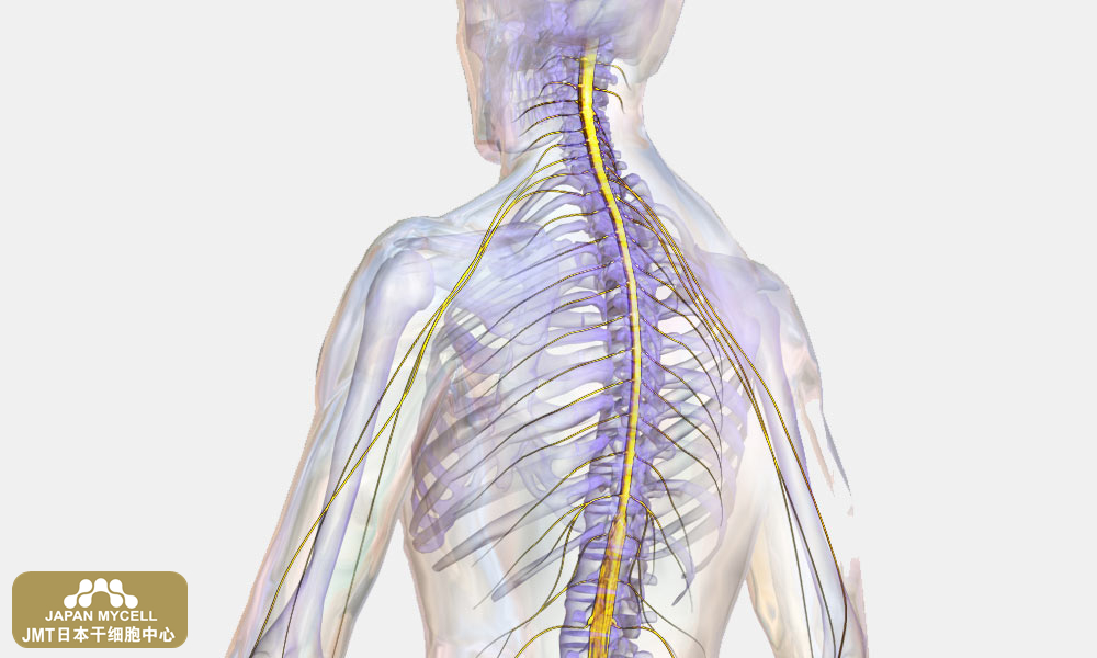 JMT日本干细胞中心-脊柱脊髓损伤易损伤部位和引起的障碍
