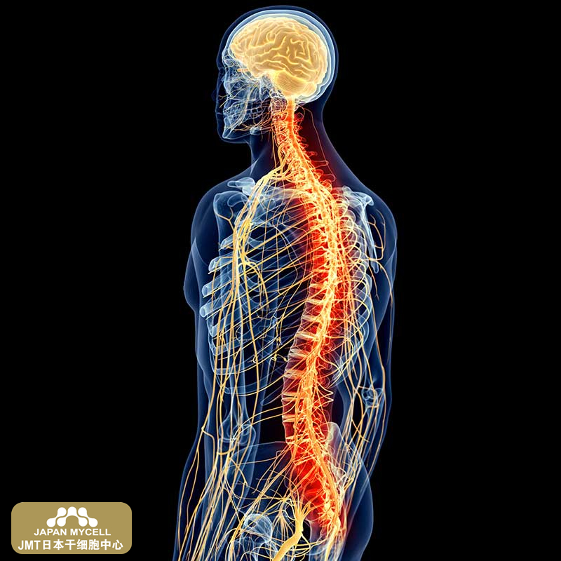 JMT日本干细胞中心-脊柱脊髓损伤后治疗方面的研究（中）