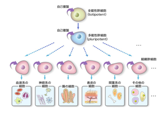 什么是干细胞？干细胞的类型有哪些？