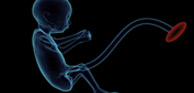 日本东北大学等阐明受精卵生成胎盘的原理